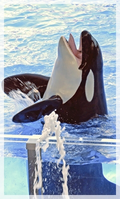 killer whale