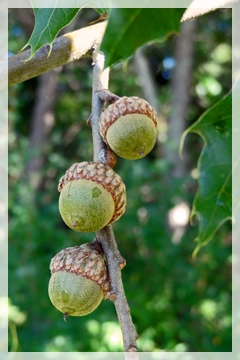 acorns