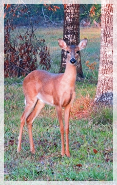 white tail deer