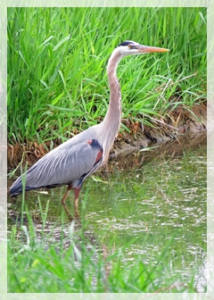 great blue heron