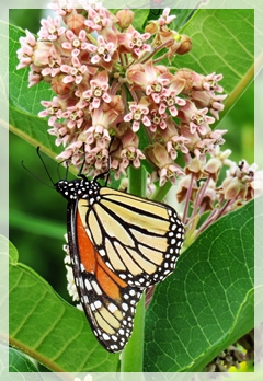 monarch butterfly - common milkweed