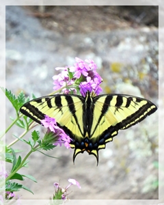 tiger swallowtail