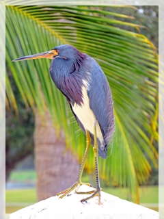 tri-colored heron 