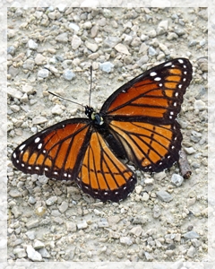 viceroy butterfly