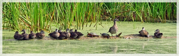 Moraine Hills State Park