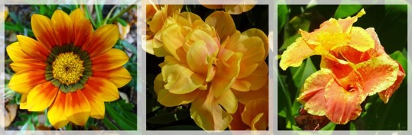 blanket fower - tulip - golden canna