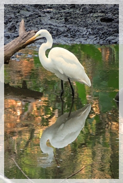 great egret