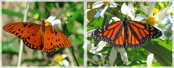 gulf fritillary - Monarch butterflies