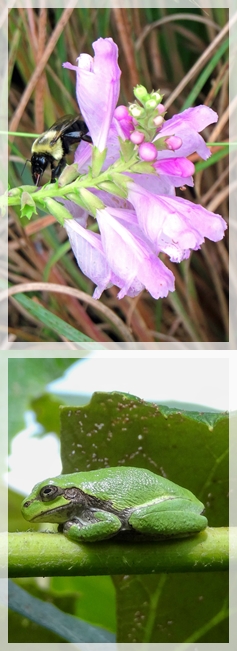 obedient plant (false dragonhead) - green tree frog