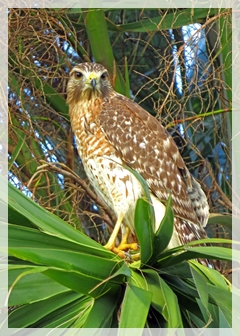 red shouldered hawk