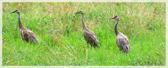 Sandhill Crane Family