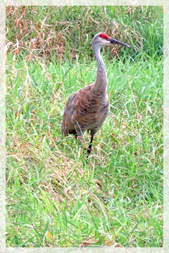 sandhill crane