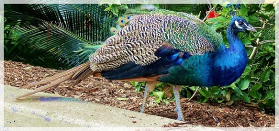 peacock - peahen