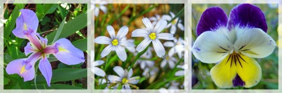blue flag iris - blue-eyed grass - pansy