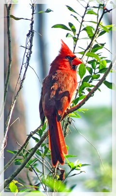 cardinal