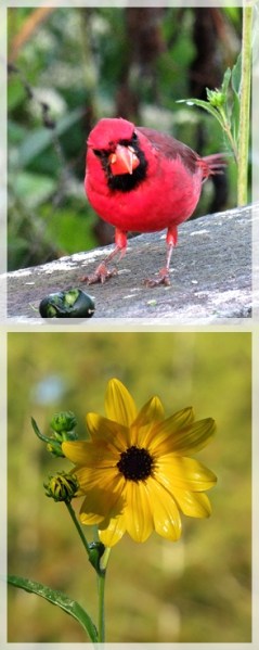 cardinal - narrow-leaved sunflower - Corkscrew Swamp