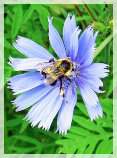 chicory - bee