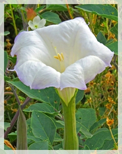 sacred datura