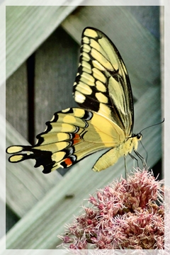 giant swallowtail butterfly