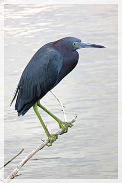 little blue heron
