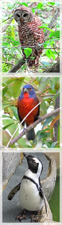 barred owl - painted bunting - penguin