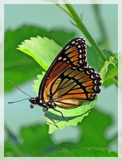 viceroy butterfly