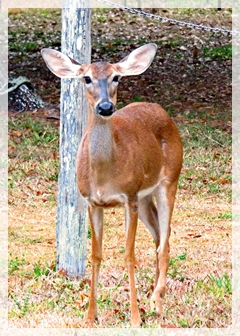 white tailed deer
