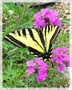 giant swallowtail