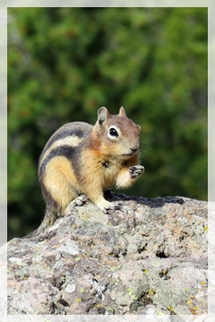 golden mantled ground squirrel - Yellowstone