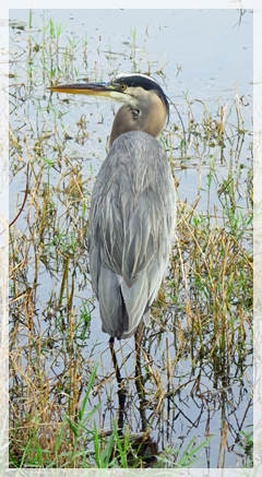Great Blue Heron