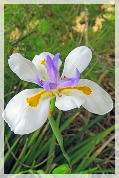 african iris