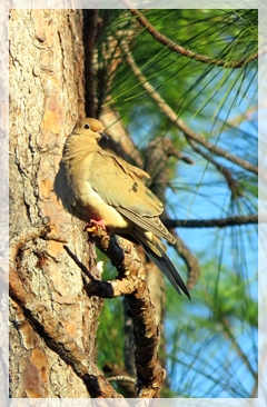 mourning dove