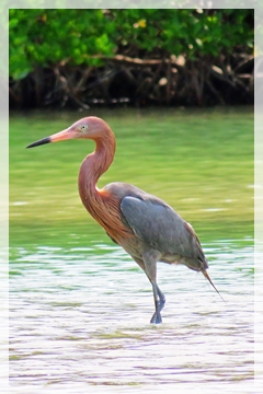 reddish egret