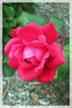 red rose