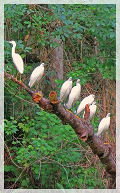 snowy egrets