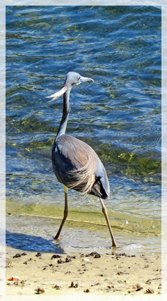 tri-colored heron