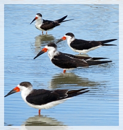 black skimmer