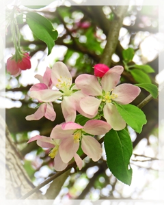 crabapple