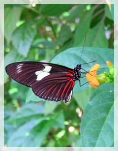 doris longwing butterfly