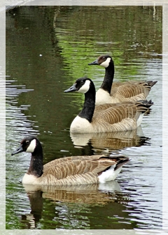 Canada geese