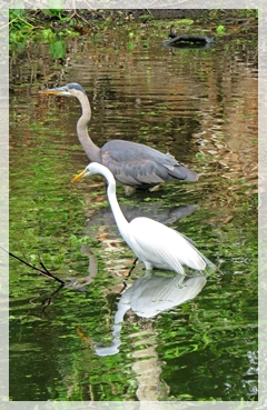 great blue heron - great egret