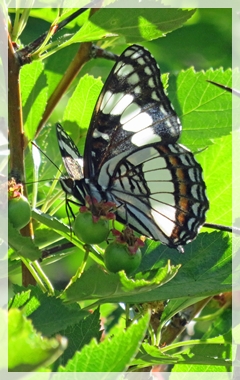 white admiral butterfly