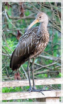 limpkin