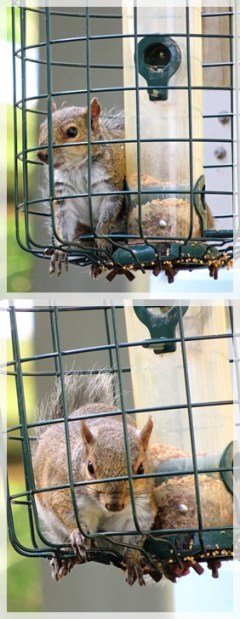 grey squirrel in bird feeder