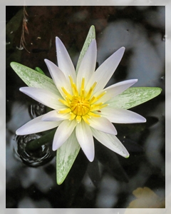 water lily