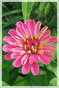 zinnia
