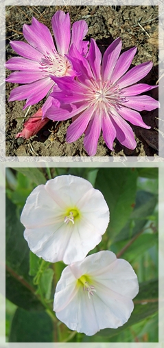 bitterroot - hedge bindweed