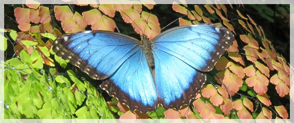 Blue Morpho butterfly