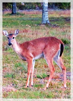 white-tailed deer - Florida