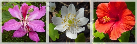 Hong Kong Orchid - Hepatica - Hibiscus